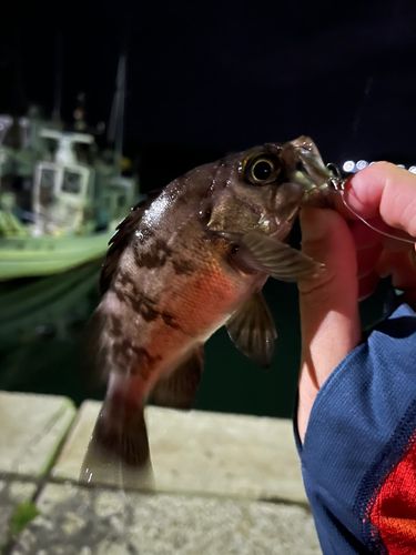 シロメバルの釣果