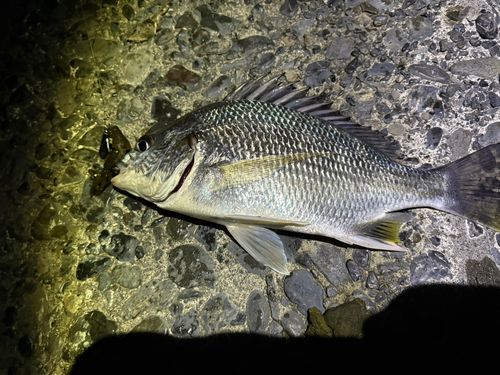 キビレの釣果