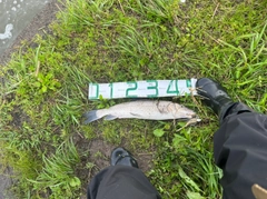 ニゴイの釣果