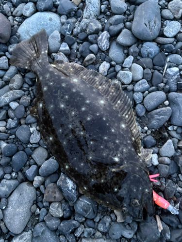 ソゲの釣果