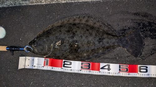 ヒラメの釣果