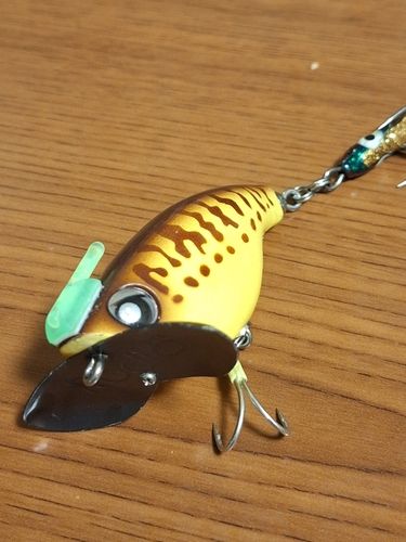 マナマズの釣果
