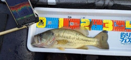 ラージマウスバスの釣果