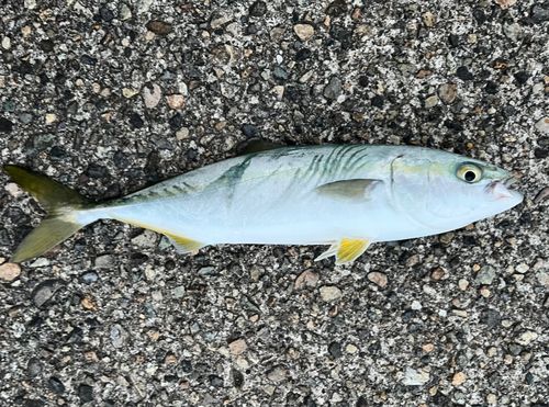 ツバイソの釣果