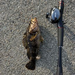 タケノコメバル