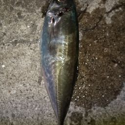 アジ