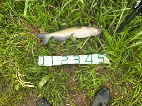 アメリカンキャットフィッシュ