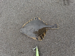 カワガレイの釣果