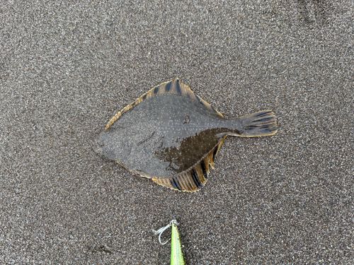 カワガレイの釣果