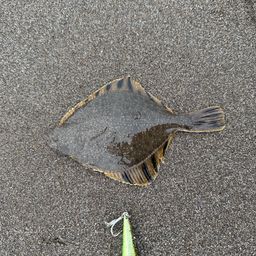カワガレイ