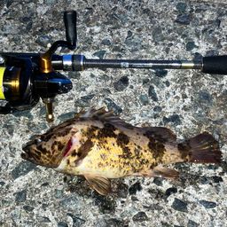 タケノコメバル