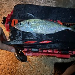アジ