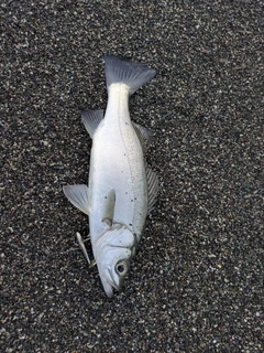 セイゴ(ヒラスズキ)の釣果