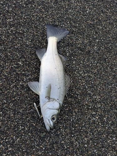 セイゴ（ヒラスズキ）の釣果