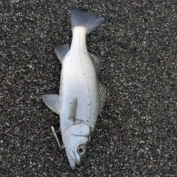 セイゴ（ヒラスズキ）