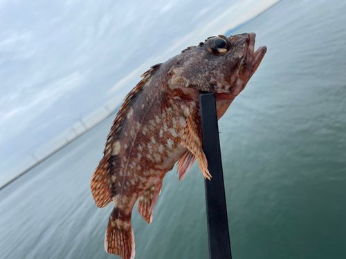 カサゴの釣果