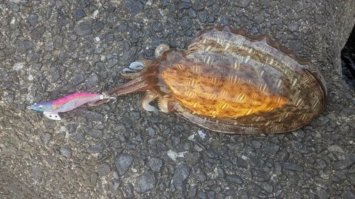 モンゴウイカの釣果