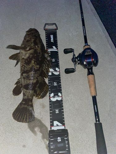 ベッコウゾイの釣果