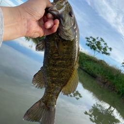 スモールマウスバス