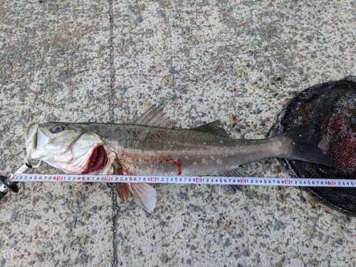 マルスズキの釣果