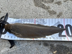 シタビラメの釣果