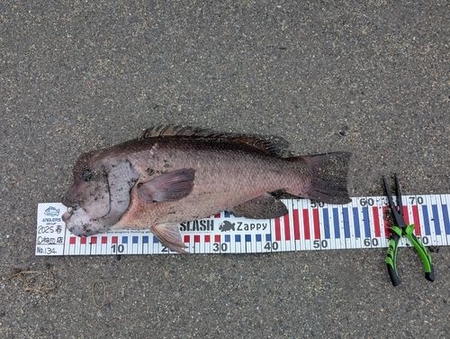 コブダイの釣果