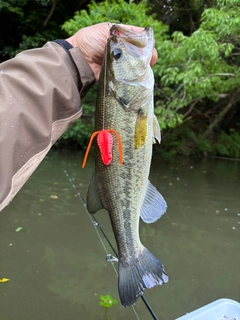 ラージマウスバスの釣果