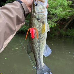 ラージマウスバス