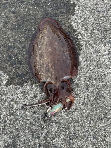 コウイカの釣果