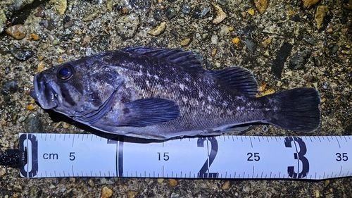 クロソイの釣果