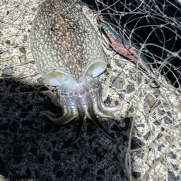 シリヤケイカ