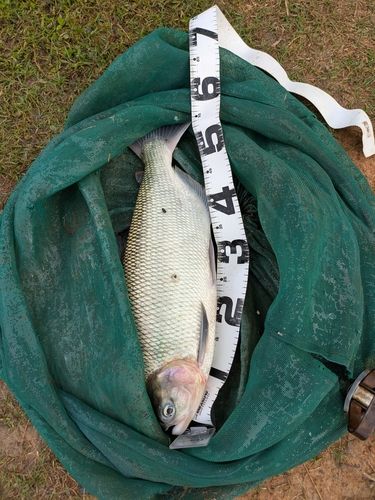 ティラピアの釣果