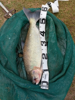 釣果
