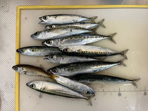 サバの釣果