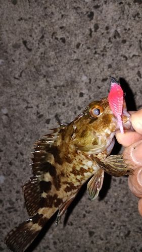 カサゴの釣果