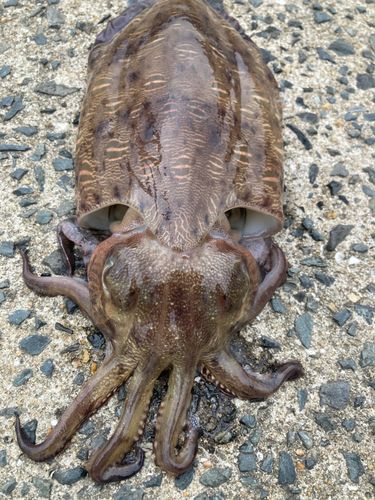 コウイカの釣果