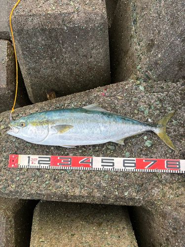 ハマチの釣果