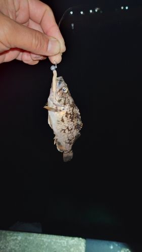 クロソイの釣果