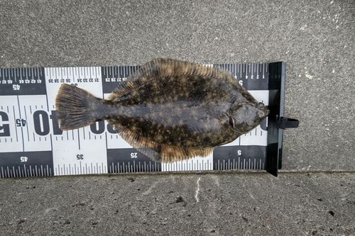 マコガレイの釣果