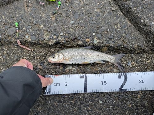 ウグイの釣果