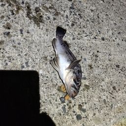 クロソイ