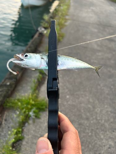 サバの釣果