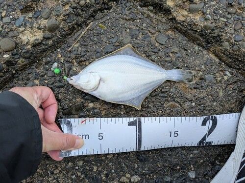 イシガレイの釣果