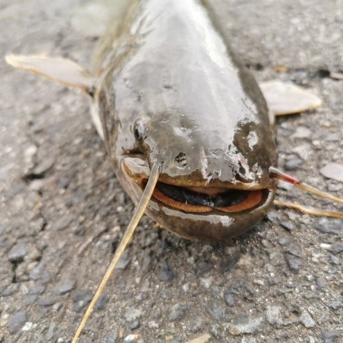 ナマズの釣果