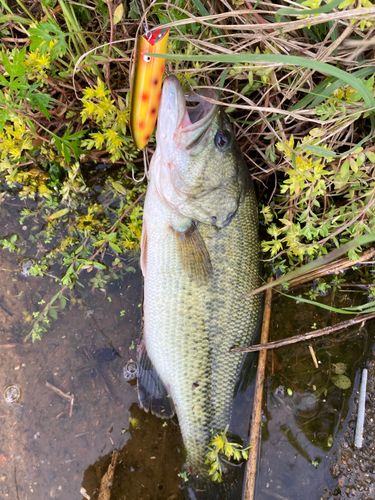 ラージマウスバスの釣果