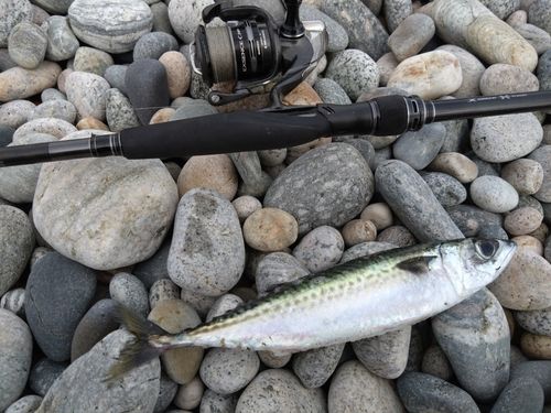 サバの釣果