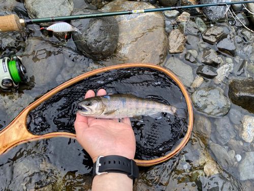 ヤマメの釣果