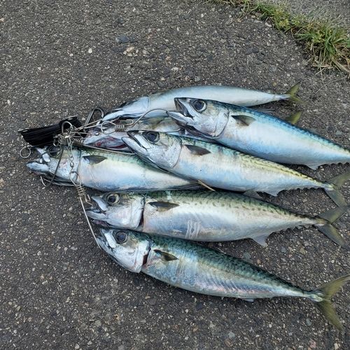釣果