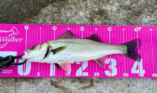 フッコ（マルスズキ）の釣果