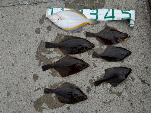 スナガレイの釣果